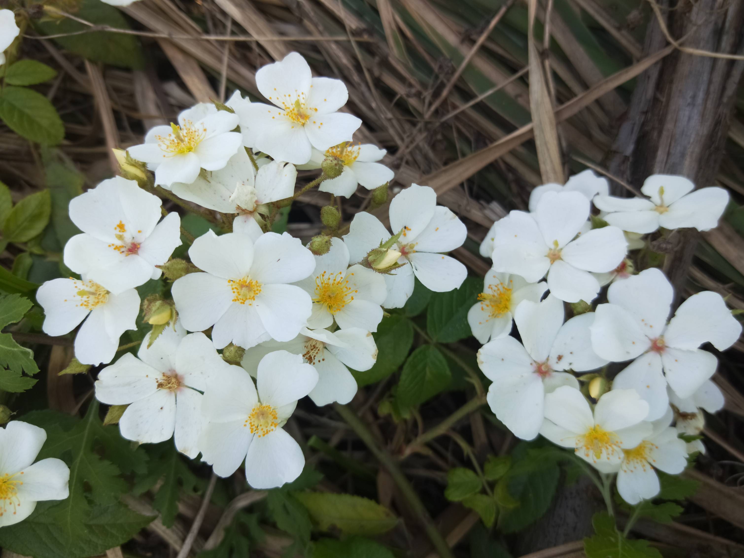 白色花花