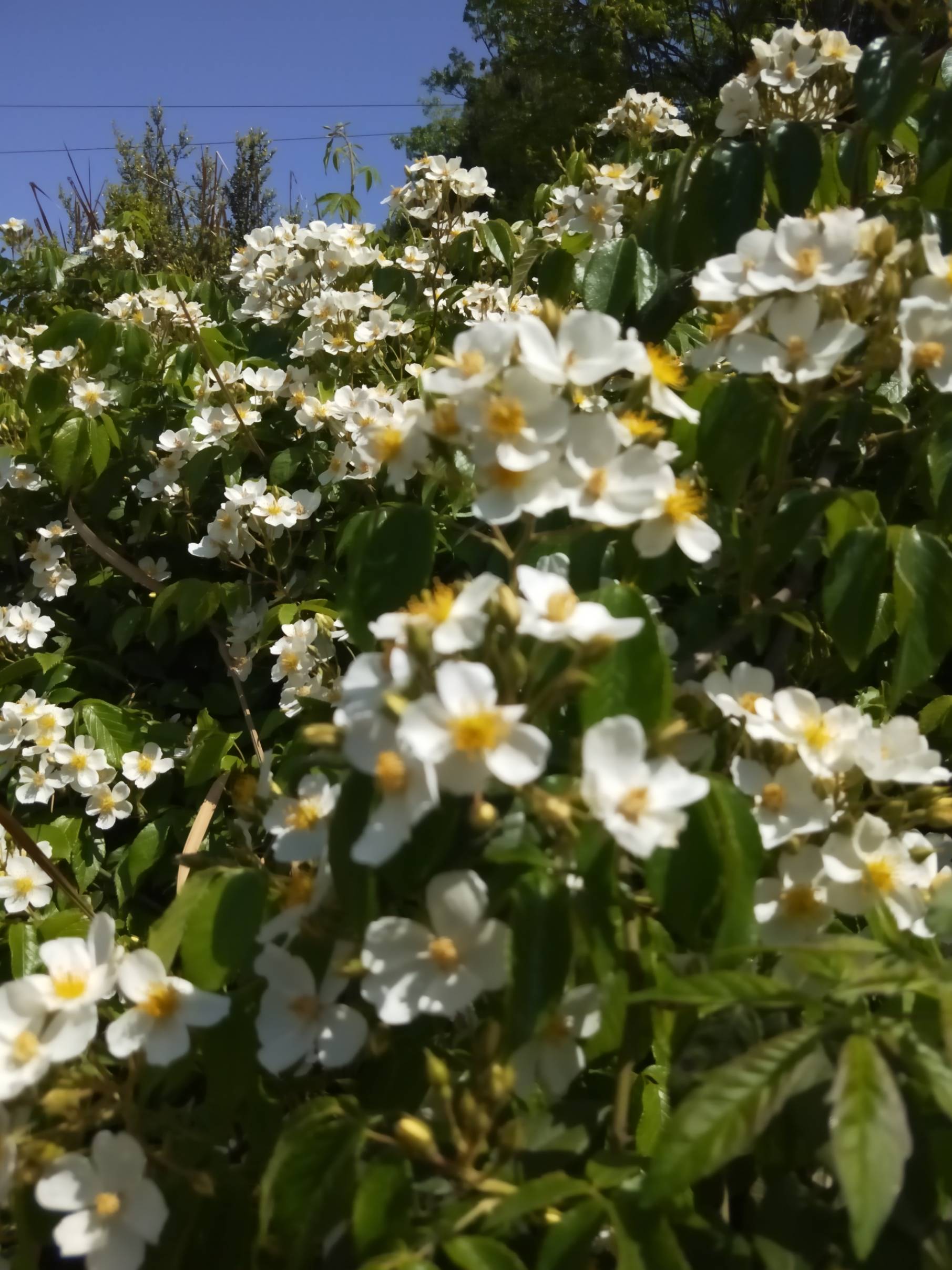 白色花花